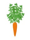 Ripe carrot plant with open with green foliage isolated on white background. Orange Carrot vector illustration in flat