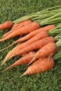 Ripe carrots Royalty Free Stock Photo