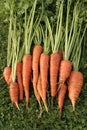 Ripe carrots