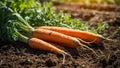 ripe carrots in the garden summer agriculture farm ,