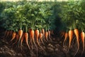 Ripe carrots in the ground and ready for harvesting. AI generator