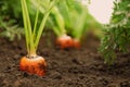 Ripe carrots growing in soil. Organic farming