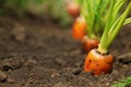 Ripe carrots growing in soil, closeup. Organic farming Royalty Free Stock Photo