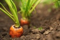 Ripe carrots growing in soil, closeup. Organic farming Royalty Free Stock Photo