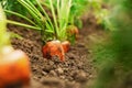Ripe carrots growing in soil. Organic farming Royalty Free Stock Photo
