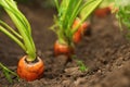 Ripe carrots growing in soil. Organic farming Royalty Free Stock Photo