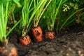 Ripe carrots growing in soil. Organic farming