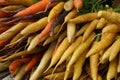 Ripe carrots and parsnips