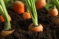 Ripe carrots in soil, closeup Royalty Free Stock Photo