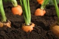 Ripe carrots in soil, closeup