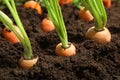 Ripe carrots in soil, closeup Royalty Free Stock Photo