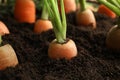 Ripe carrots in soil, closeup Royalty Free Stock Photo