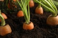 Ripe carrots in soil, closeup Royalty Free Stock Photo