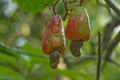Ripe cashew fruit Royalty Free Stock Photo