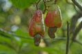 Ripe cashew fruit