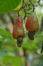 Ripe cashew fruit