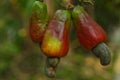 Ripe cashew fruit