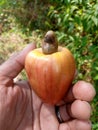 ripe cashew fruit ready to eat Royalty Free Stock Photo