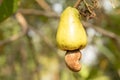 Ripe cashew fruit in a tree