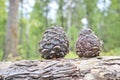 Ripe Cedar cones with nuts. Still life from the Siberian taiga. Royalty Free Stock Photo