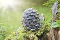 Ripe Cedar cones with nuts. Still life from the Siberian taiga. Siberian pine cone Royalty Free Stock Photo