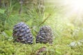 Ripe Cedar cones with nuts. Still life from the Siberian taiga. Siberian pine cone Royalty Free Stock Photo