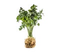 Ripe celery root from leaves isolated on white. Royalty Free Stock Photo
