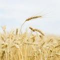 Ripe cereal ears close-up on hot summer afternoon on background of yellow field and blue sky, square Royalty Free Stock Photo