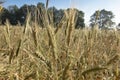 Almost ripe cereal ears on the field