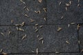 Ripe cereal grains on the pavement of large gray slabs. Background Royalty Free Stock Photo