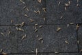 Ripe cereal grains on the pavement of large gray slabs. Background