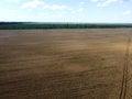 Ripe cereals on a farm field in summer, top view. Clear blue sky over the fields, landscape from a bird`s eye view Royalty Free Stock Photo