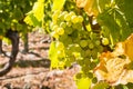 Ripe Chardonnay grape bunches hanging on vine in vineyard with blurred background and copy space Royalty Free Stock Photo