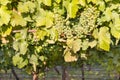 Ripe Chardonnay grapes on vine in vineyard at harvest time Royalty Free Stock Photo