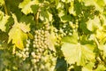 Ripe chardonnay grapes on vine in vineyard at harvest time Royalty Free Stock Photo