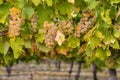 Ripe chardonnay grapes in vineyard Royalty Free Stock Photo