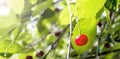 Ripe Cherrie Hanging From a Cherry Tree Branch. Water Droplets on Fruits, cherry Orchard After the Rain
