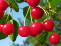 Ripe cherries Royalty Free Stock Photo