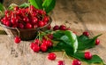 Ripe cherries in a basket