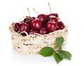 Ripe cherries basket Royalty Free Stock Photo