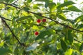 Ripe cherries on a branch on a blurred background of leaves in the garden on a sunny summer day. Bakground Royalty Free Stock Photo