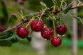 Ripe cherries on a branch with drops of water after rain sunny day Royalty Free Stock Photo