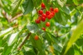 Ripe cherries in a bunch hanging from a branch with green leaves