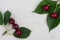 Ripe cherries and cherry leaves on gray fabric background. Top view. Postcard with space for text Royalty Free Stock Photo