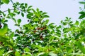 Ripe cherries on a cherry tree. Harvesting in the garden Royalty Free Stock Photo