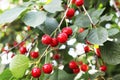 Ripe cherries on cherry tree Royalty Free Stock Photo