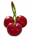 Ripe cherries in a close-up, collected in one pile. Royalty Free Stock Photo