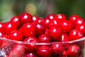Ripe cherries close up. Fresh red cherry fruits in summer garden in the countryside Royalty Free Stock Photo