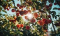 Ripe cherries dangling temptingly from the branches of a cherry tree in a vibrant garden Royalty Free Stock Photo