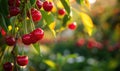 Ripe cherries dangling temptingly from the branches of a cherry tree in a vibrant garden Royalty Free Stock Photo